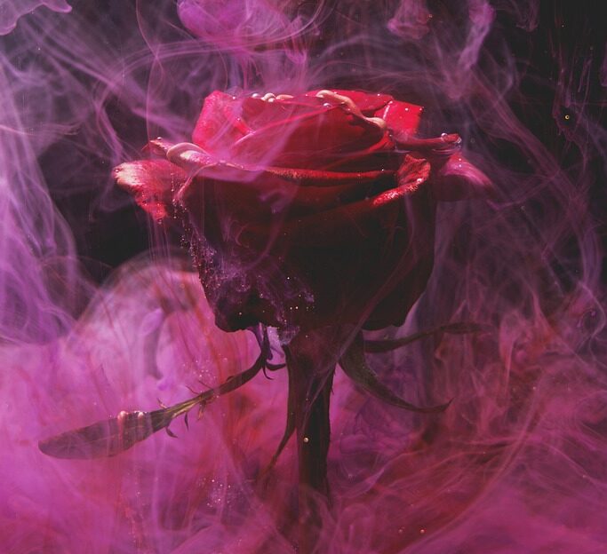 rose, red, smoke